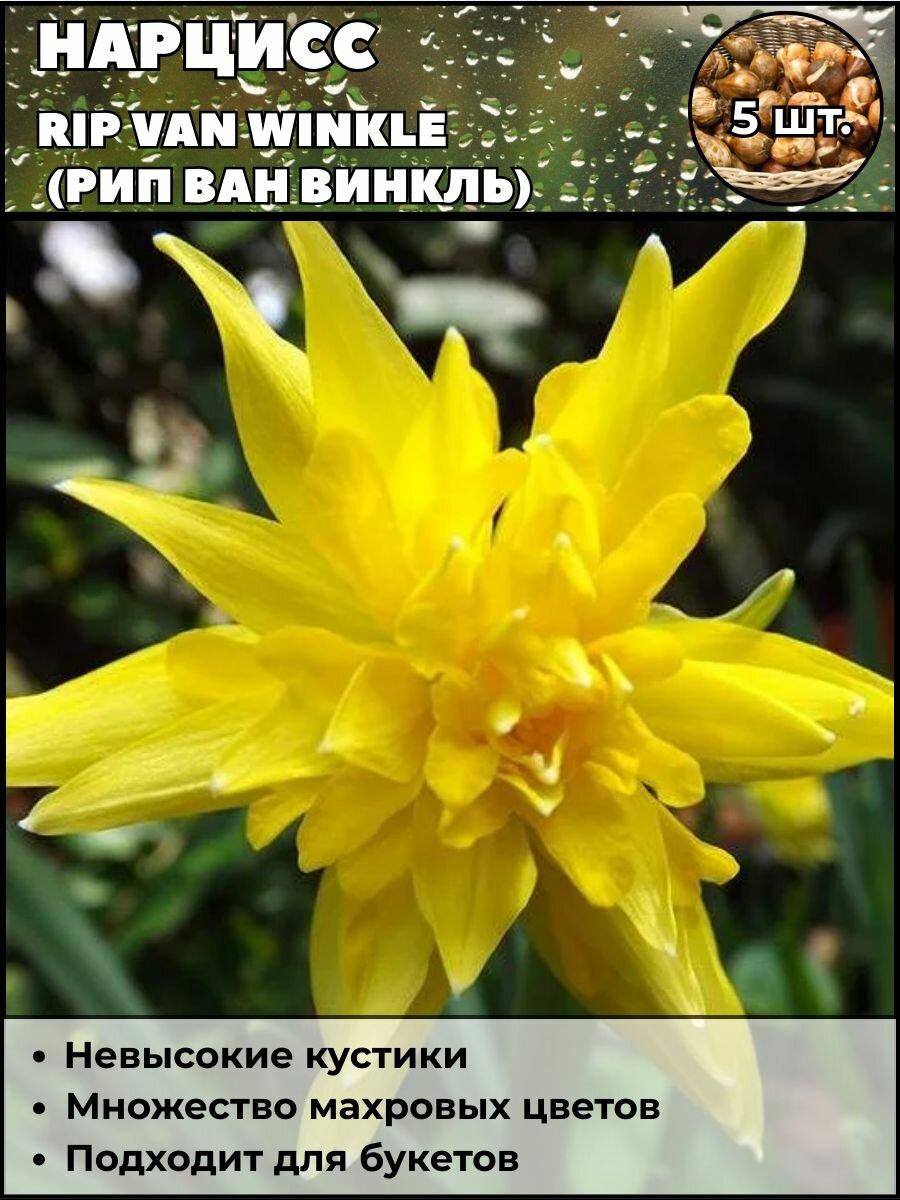 Нарцисс Рип Ван Винкль луковицы 5 штук