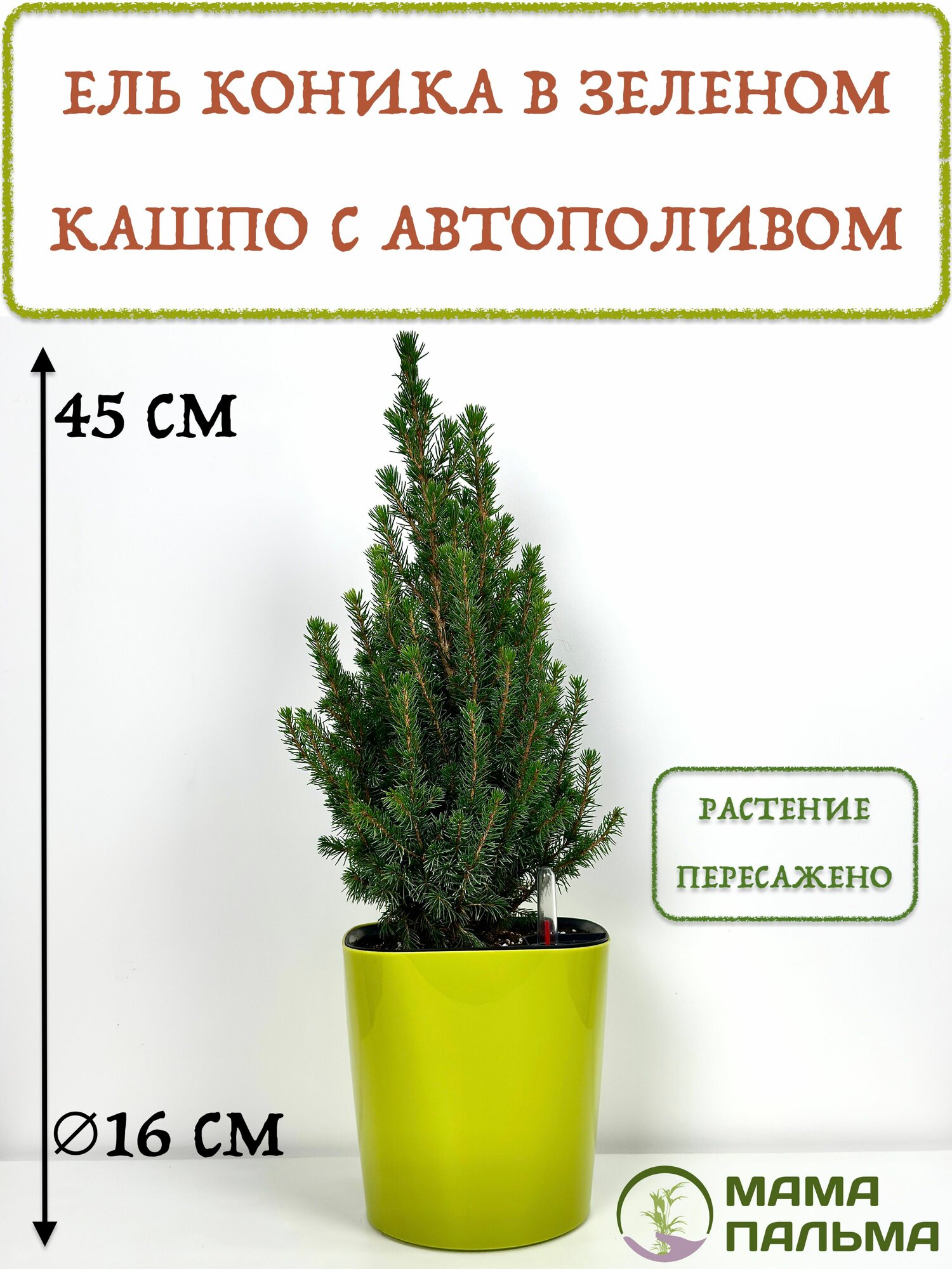 Ель живая Коника в кашпо с автополивом высота 50 см зеленое D16