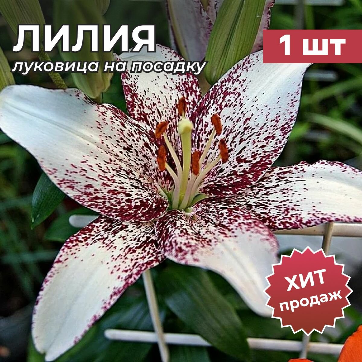 Лилия Луковица лилии свит заника на посадку 1 шт