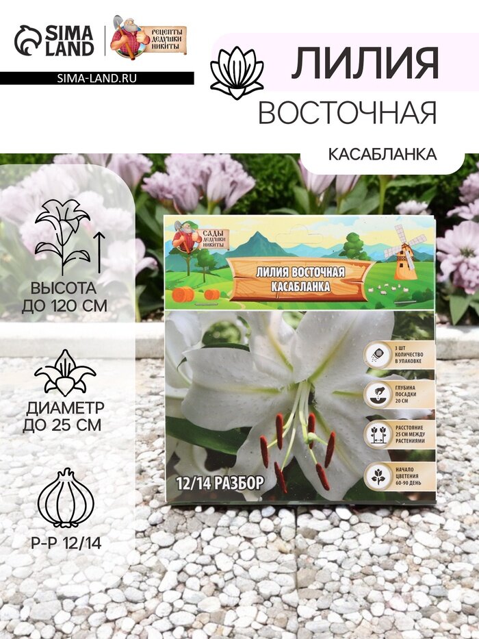Лилия Восточная «Касабланка» луковица в пакете с перфорацией р-р 12/14 3 шт.
