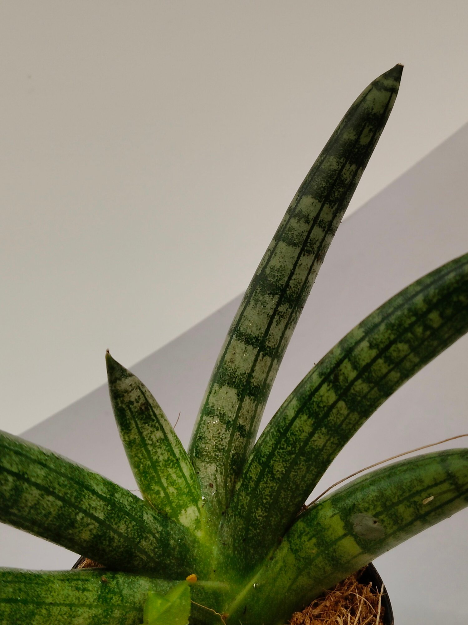 Комнатное растение Сансевиерия Бонселенсис (Sansevieria Boncel), Неприхотливый суккулент, очищающий воздух — фото 1
