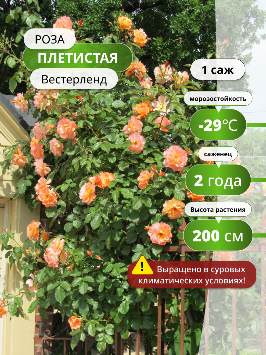 Роза плетистая "Вестерленд", многолетняя, оранжевые цветы, 1 саженец