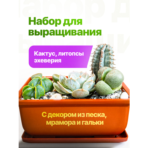 Набор для выращивания растений Микс суккулентов Кактус литопсы экеверия 990₽