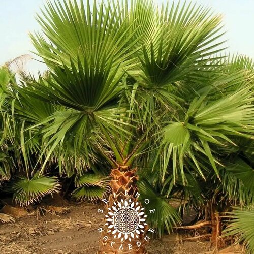 Семена Вашингтония нитчатая (лат. Washingtonia filifera) 10шт от Green Legacy