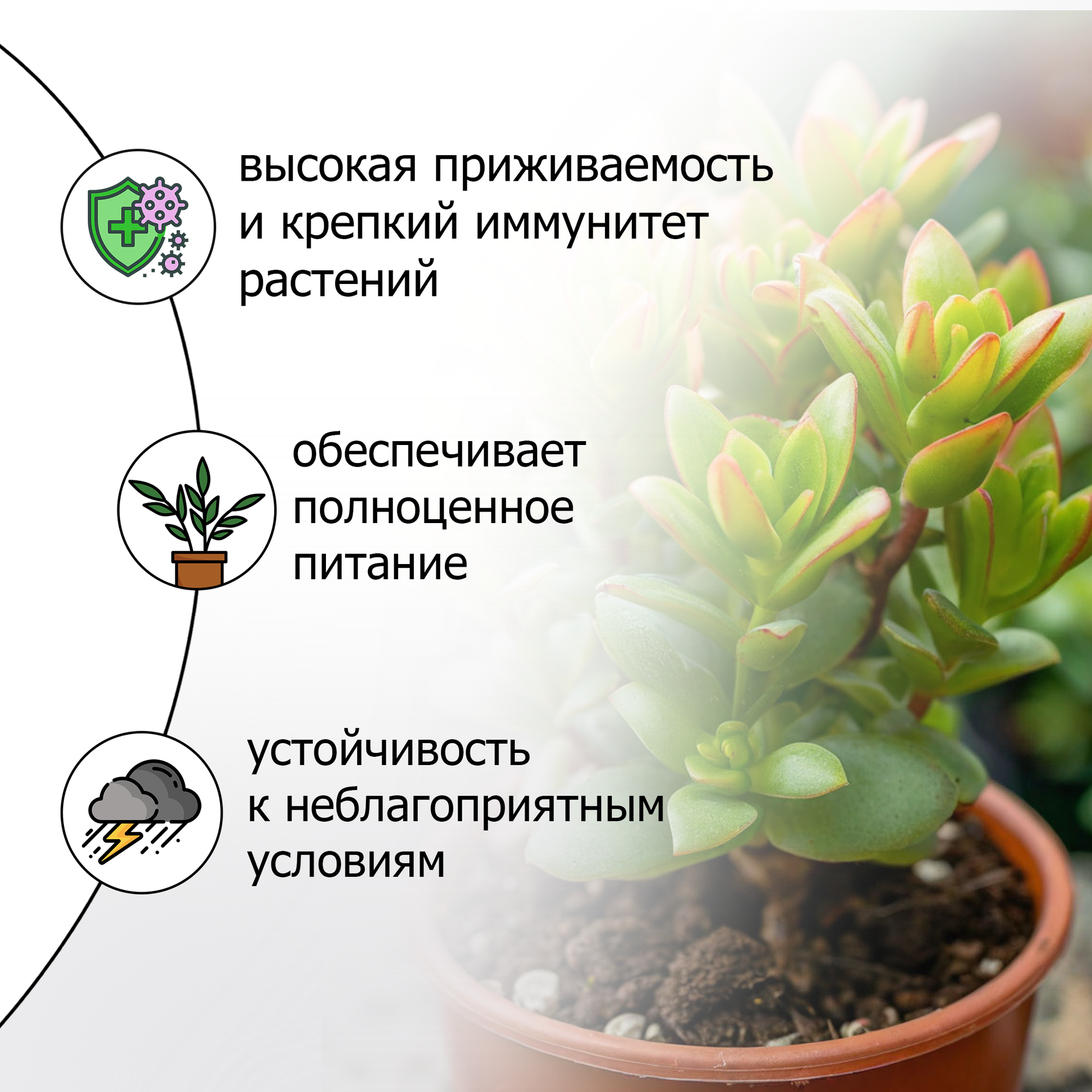 Изображение Профессиональный уход для здоровья и роскошного вида замиокулькаса и толстянки 500 мл