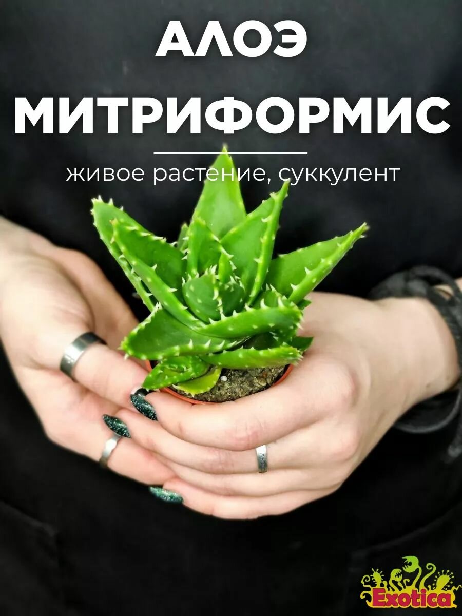 Алоэ Митриформис (Aloe Mitriformis) D5см растение в горшке