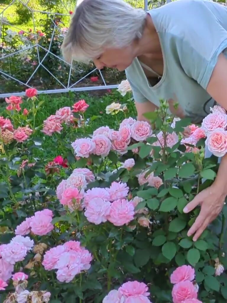 Удобрение Дюнамис "Аминосил", для роз, органоминеральное, 5 мл — фото 1