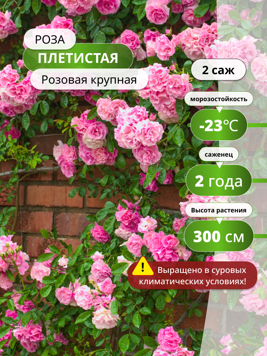 Роза плетистая "Розовая Крупная", многолетняя, розовая, 2 саженца