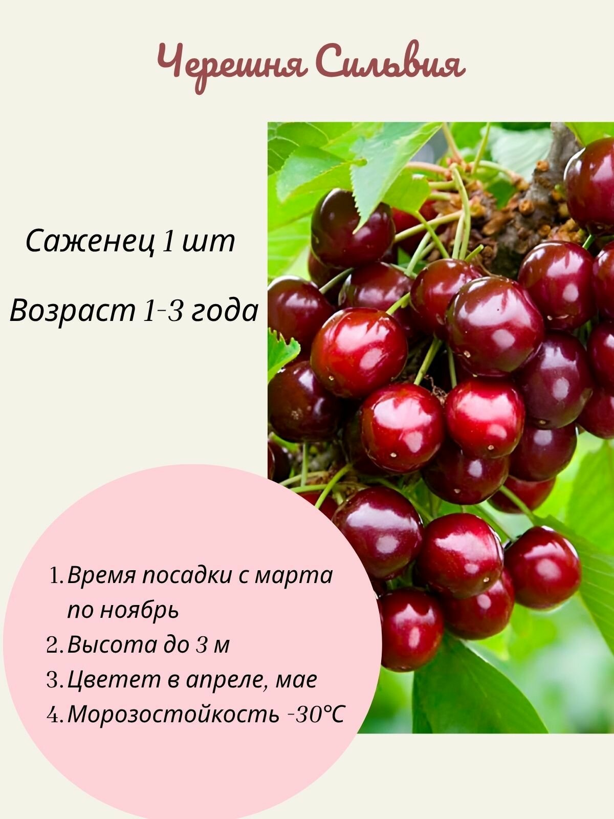 Черешня Сильвия саженец 1 шт