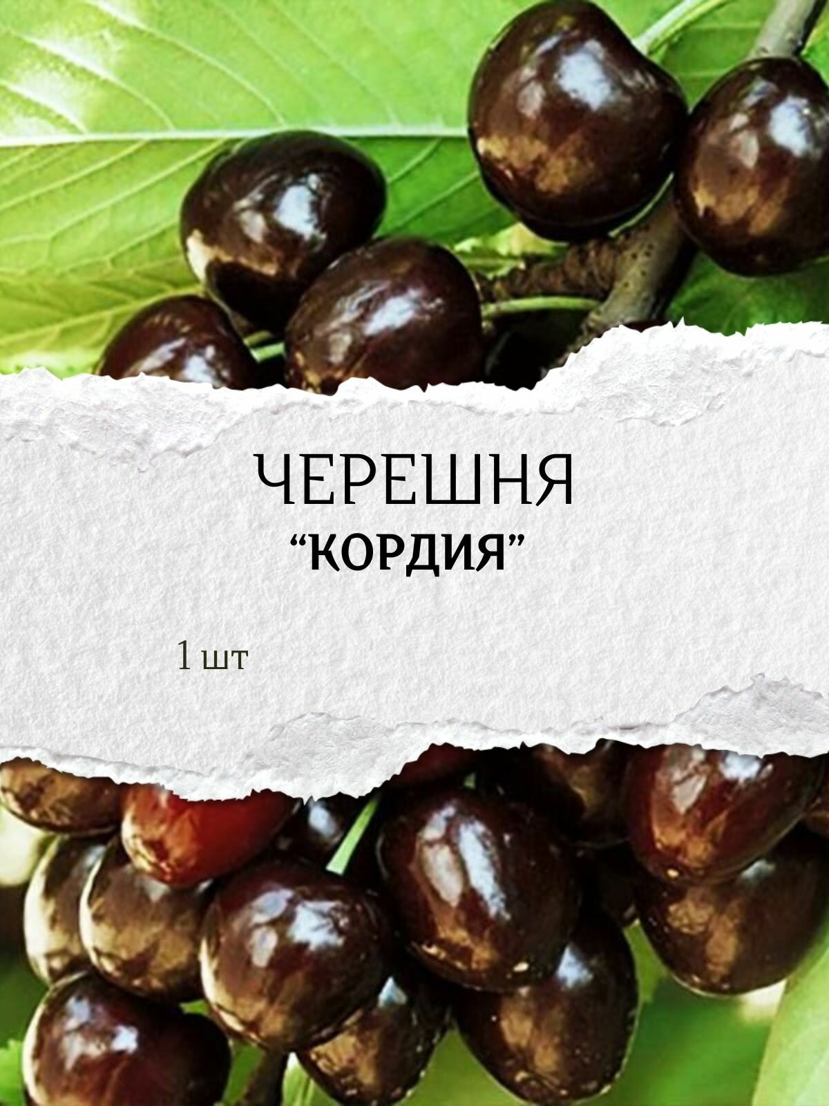 Черешня 