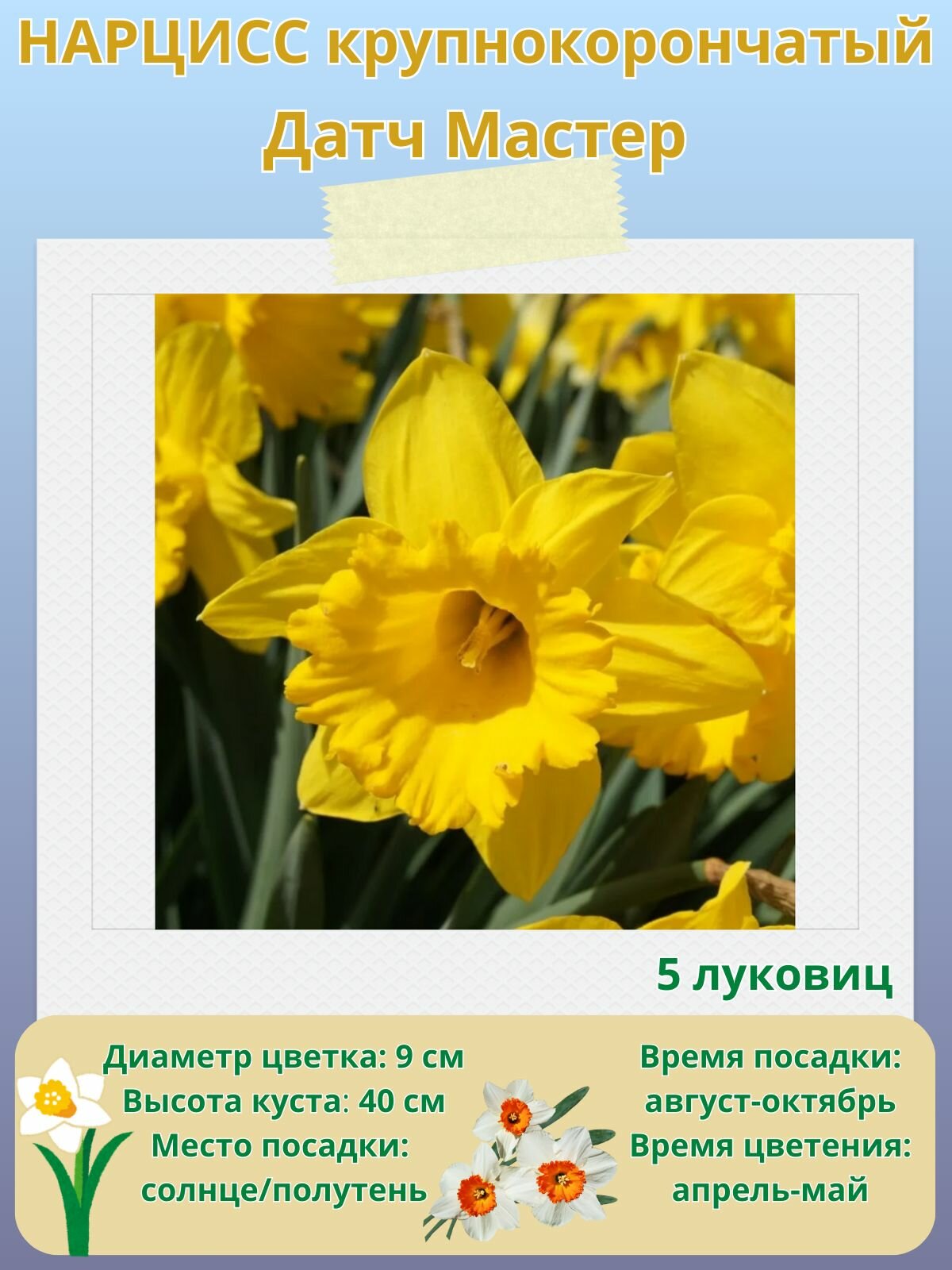 Нарцисс крупнокорончатый Датч Мастер многолетние цветы луковицы 5 шт