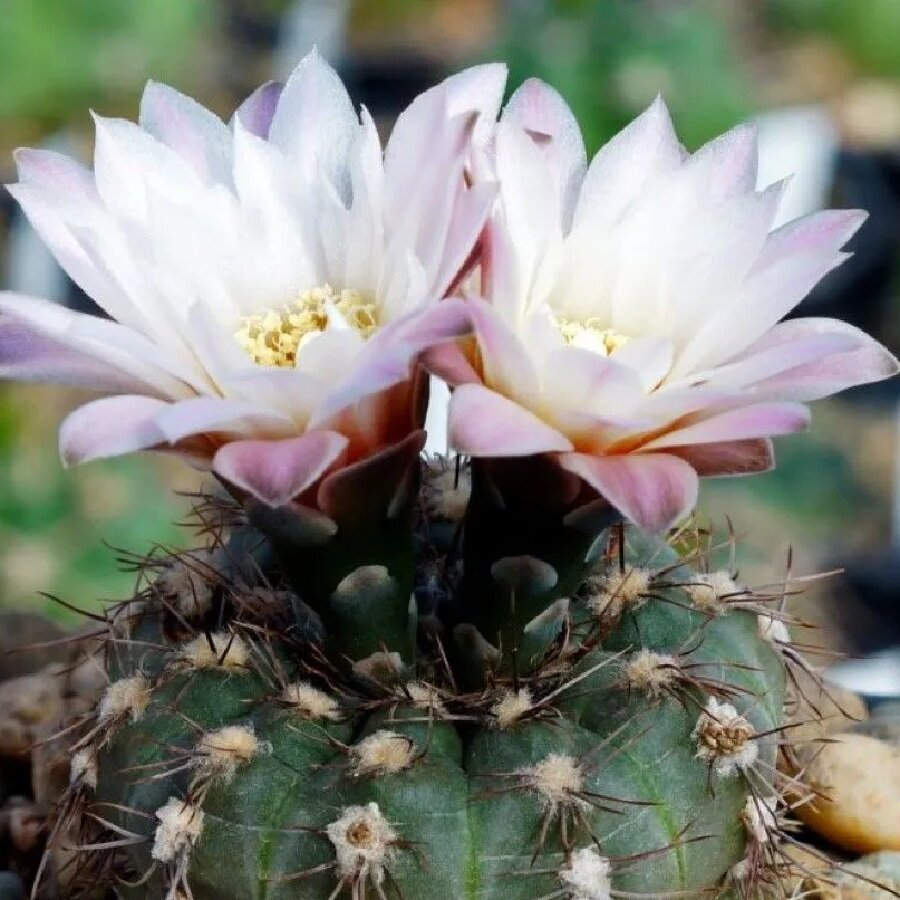 Семена Deodar SEEDS COMPANY Кактус Gymnocalycium taningaense P-212 10 шт.