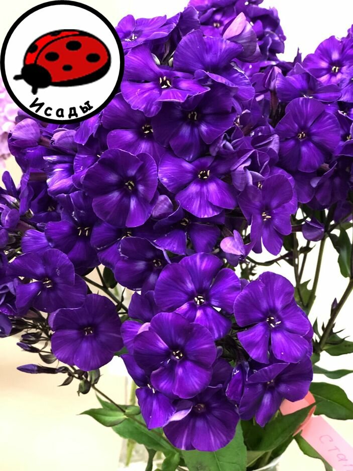 Флокс 