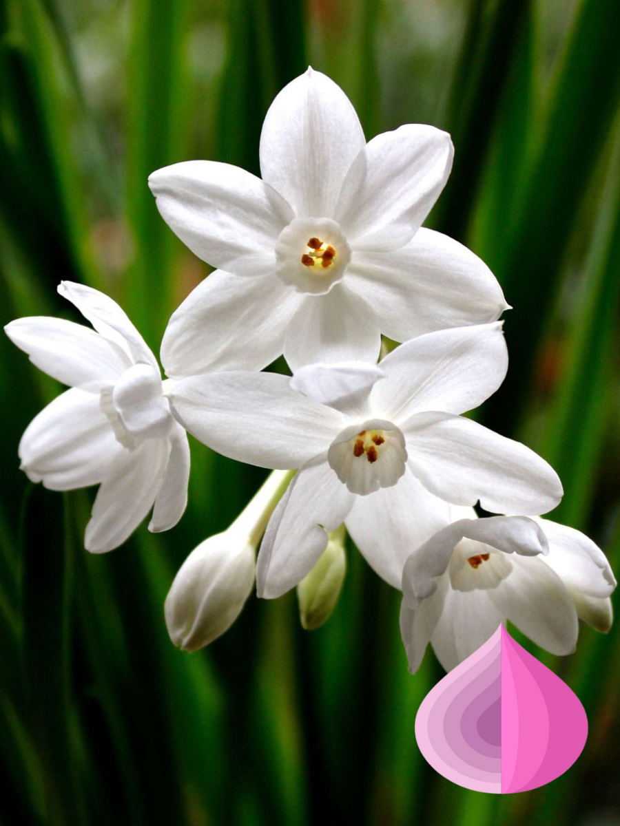 Луковицы цветов bulbs servise Нарцисс Папер Вайт ( 3 штуки )