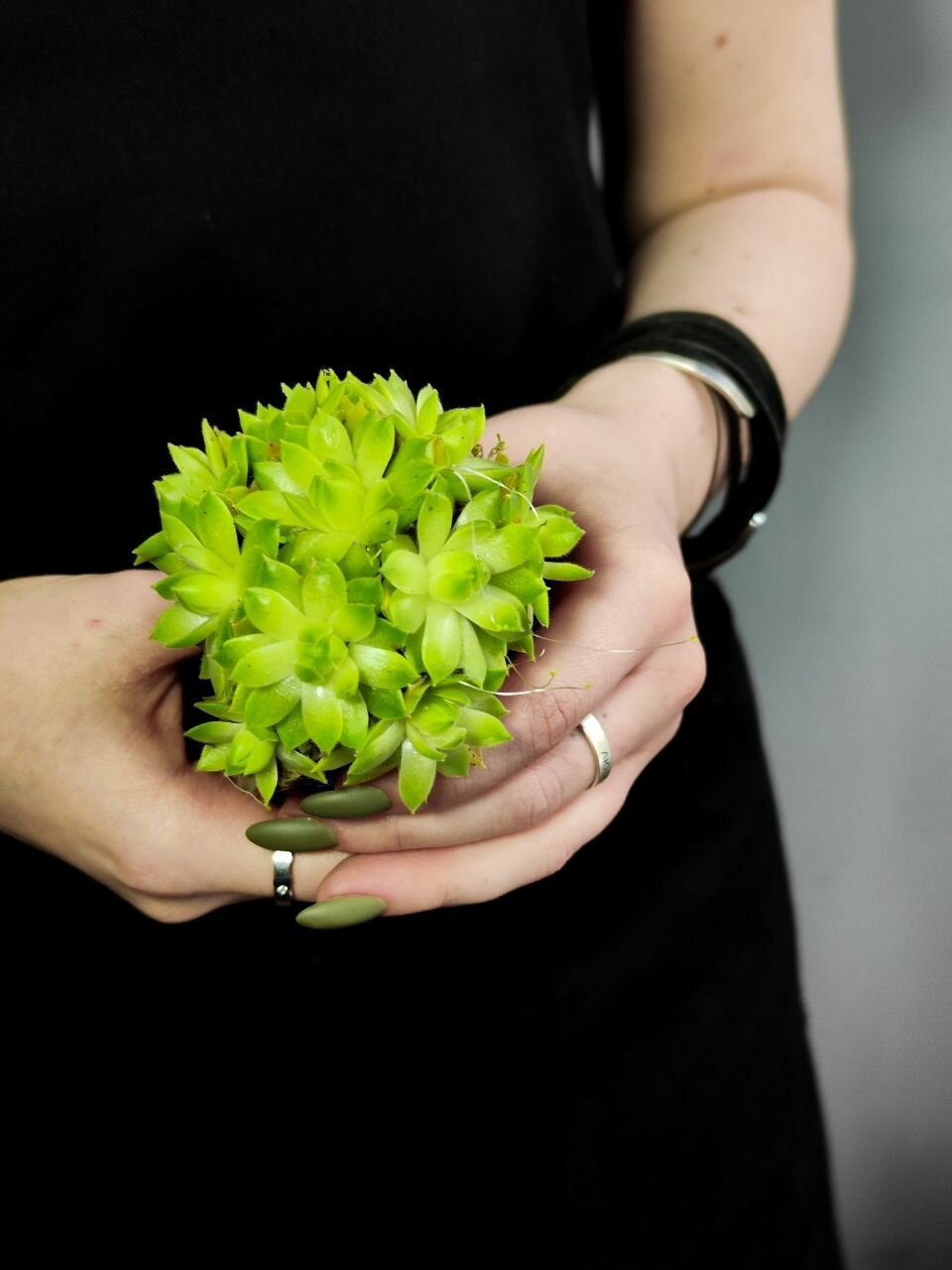 Суккулент Семпервивум или Молодило Зеленое (Sempervivum Green) D5см
