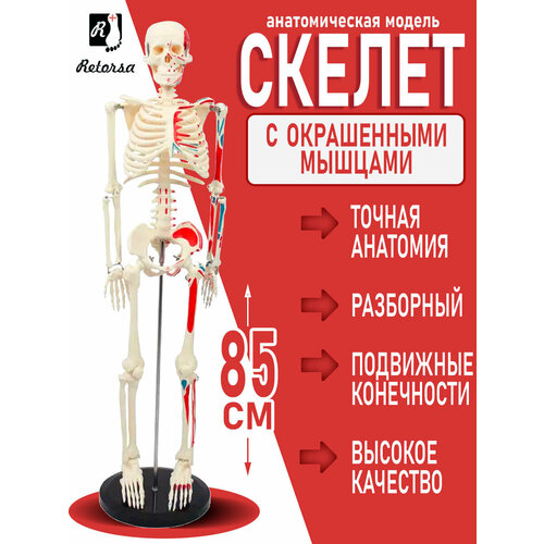фото Анатомическая модель скелет человека с мышцами на подставке, высота 85 см. retorsa