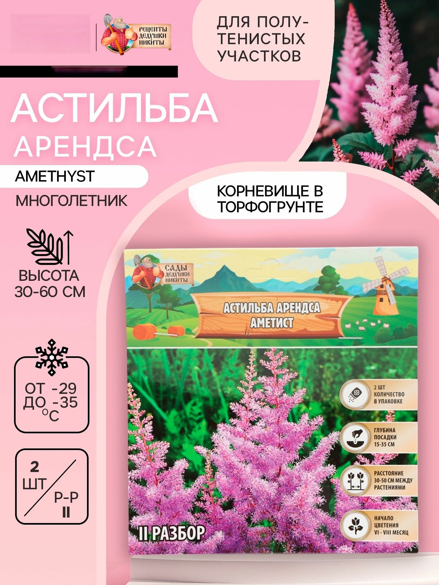 Астильба Арендса Amethyst многолетник корневище в торфогрунте р-р II 2 шт.