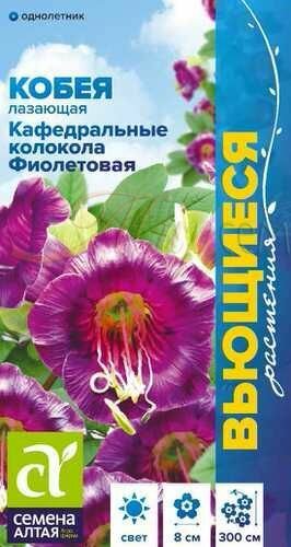 Кобея Кафедральные Колокола фиолетовая лазающая 5 семян/ СемАлт
