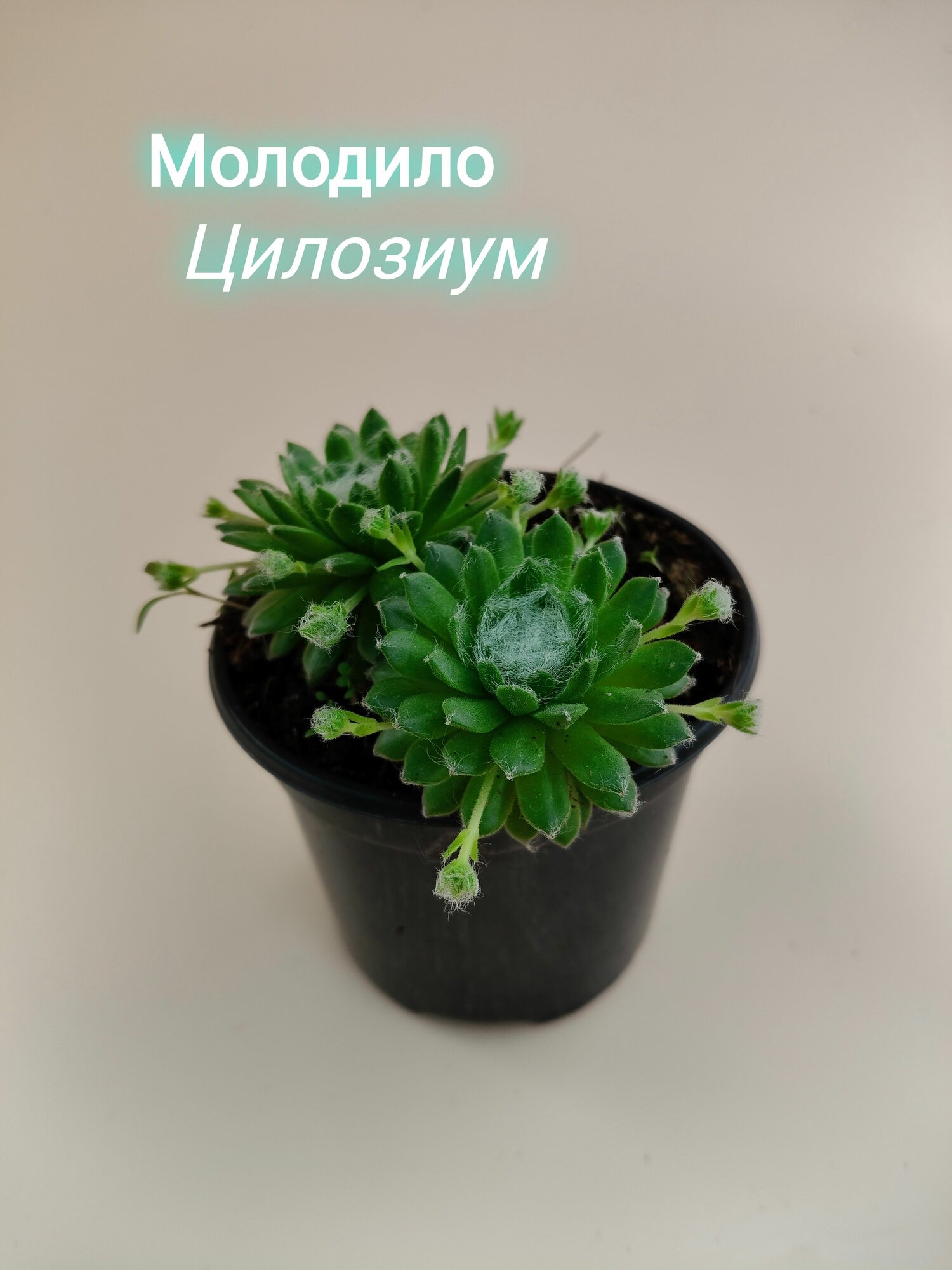 Саженец Молодило Цилозиум (Семпервивум) Морозостойкий суккулент для сада и рокария