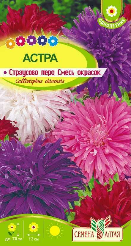 Набор. Астра Страусово Перо Смесь окрасок 0,3г (Семена Алтая). Набор из 3-х пакетиков.