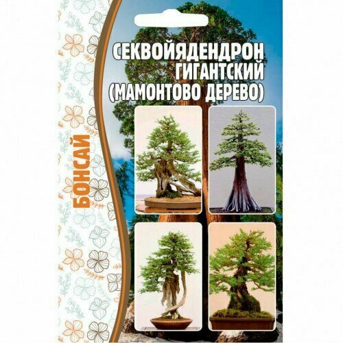 Секвойядендрон гигантский, мамонтово дерево (бонсай) 5шт Решение секвойядендрон гигантский