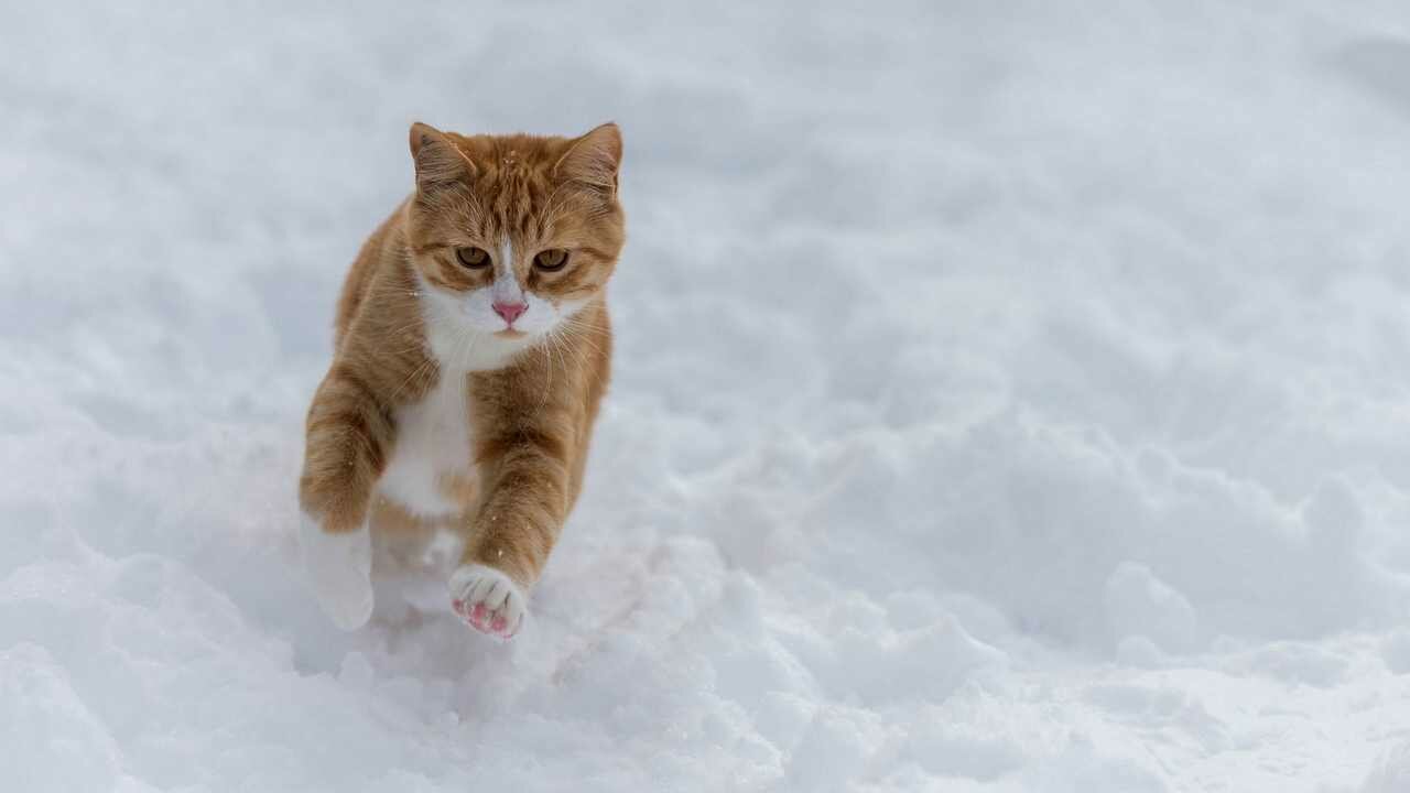 Картина на холсте 60x110 LinxOne "Снег прогулка зима кот" интерьерная для дома / на стену / на кухню / с подрамником