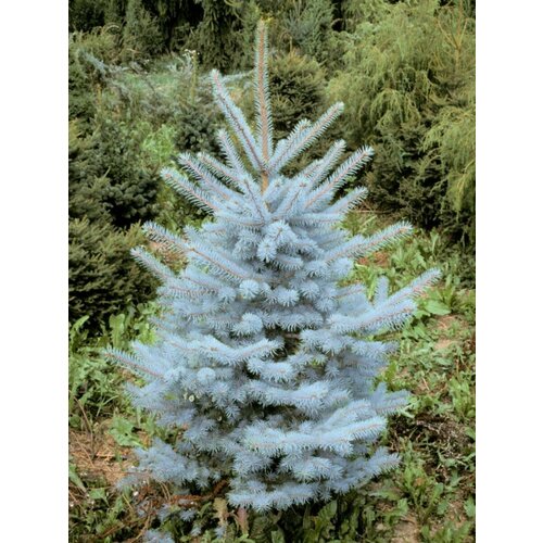 Семена Ель голубая Мисти Блю (Picea pungens Misty blue), 15 штук