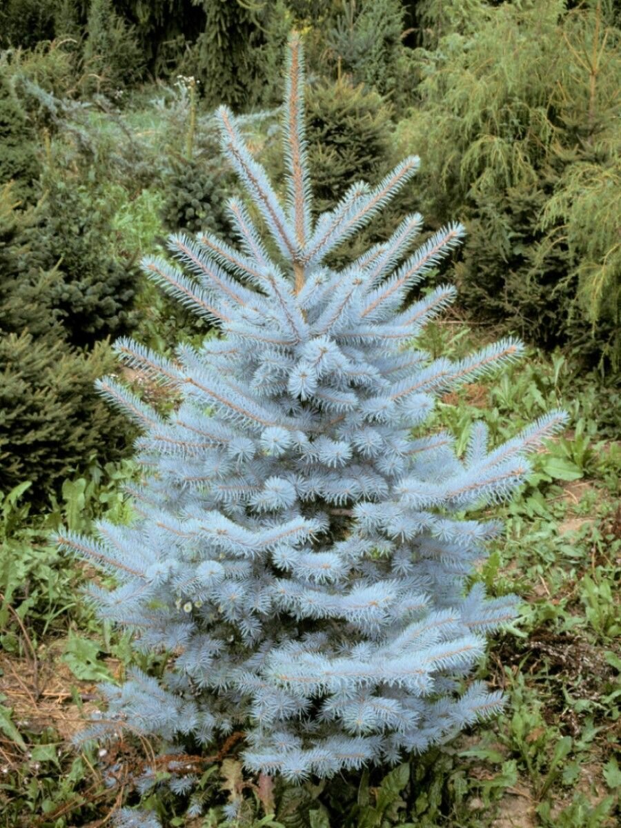 Семена Ель голубая Мисти Блю (Picea pungens Misty blue) 15 штук