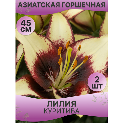 Лилия горшечная азиатская Куритиба (2 шт.) лилия баззер азиатская низкорослая 2 шт