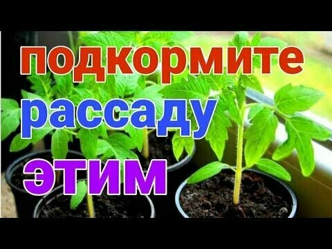 Удобрение Здравень Турбо для рассады, 30 гр, 5 штук - фотография № 2