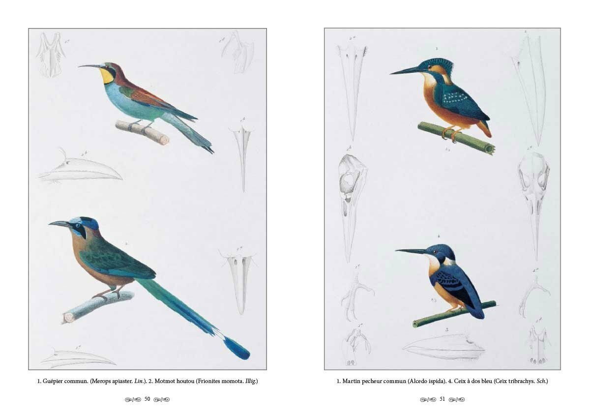 Ж.-Л. Кювье. Царство животных. Позвоночные. Птицы - фото №2