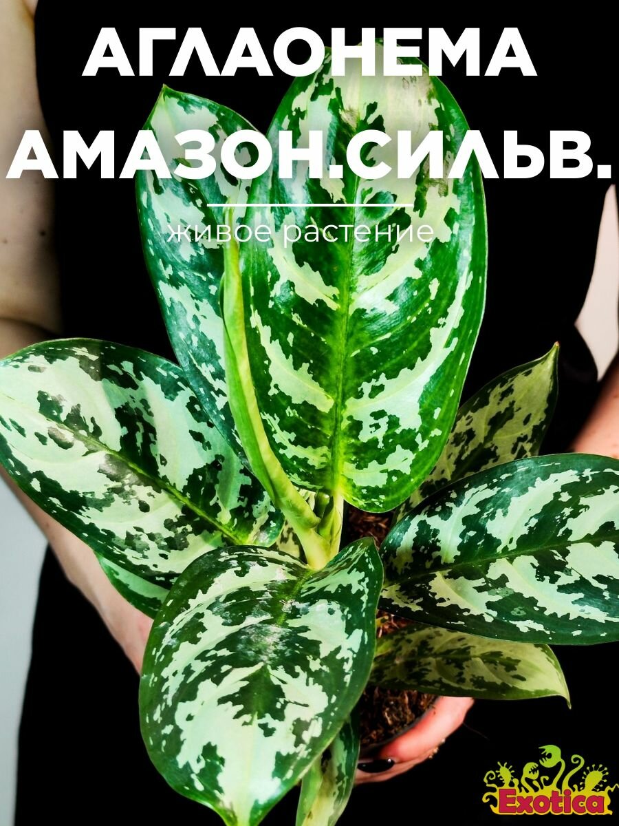 Аглаонема Амазон Сильвер (Aglaonema Amazon Silver) D12см домашнее растение