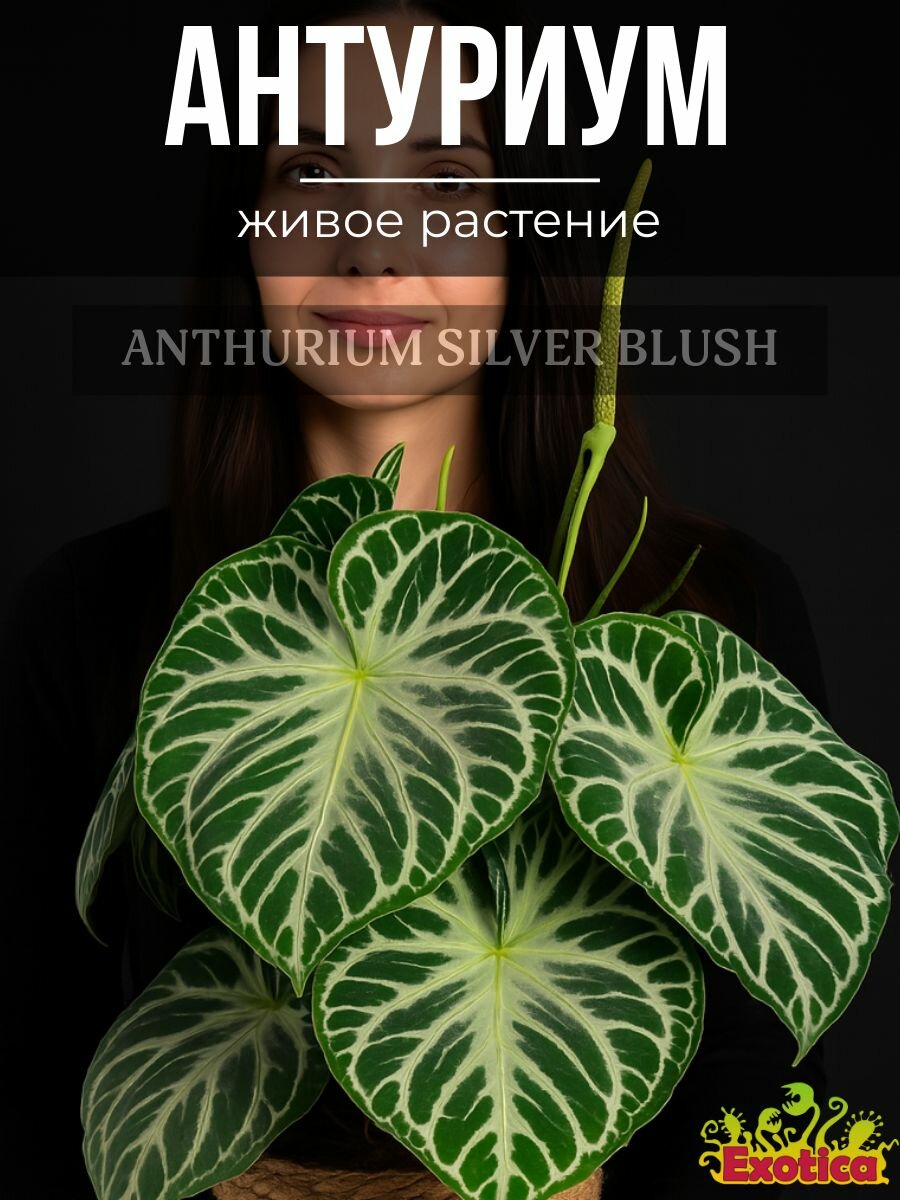 Антуриум Сильвер Блаш (Anthurium Silver Blush) D6см растение в горшке