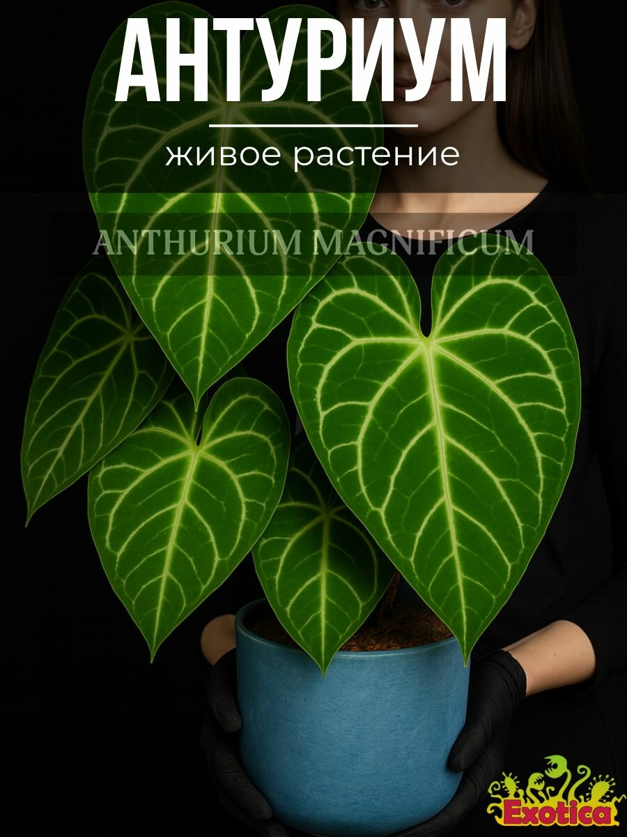 Антуриум Великолепный (Anthurium Magnificum) D6см растение в горшке