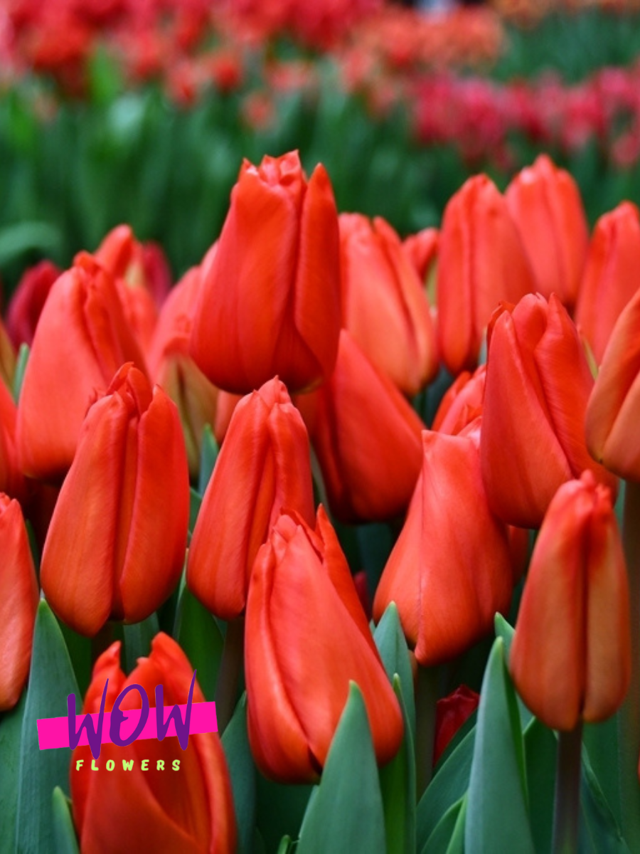 Луковицы цветов  WOW FLOWERS  Тюльпан Лалибела  красные  ( 20 штук )