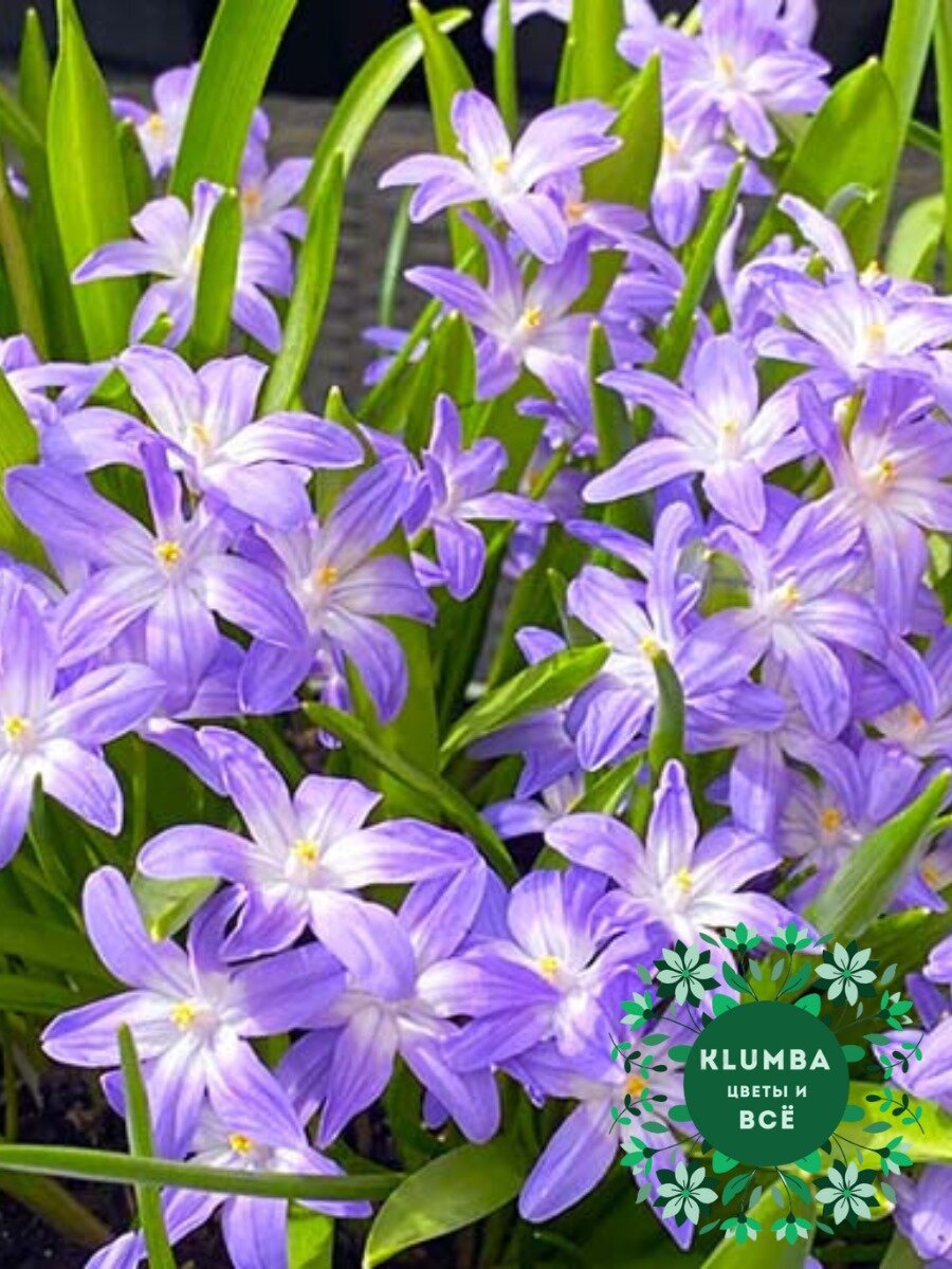 Луковицы цветов Клумба Хионодокса VIOLET BEAUTY ( 10 штук )