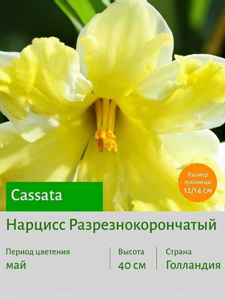 Нарцисс Кассата (Cassata) разрезнокорончатый луковицы 2 шт сотка