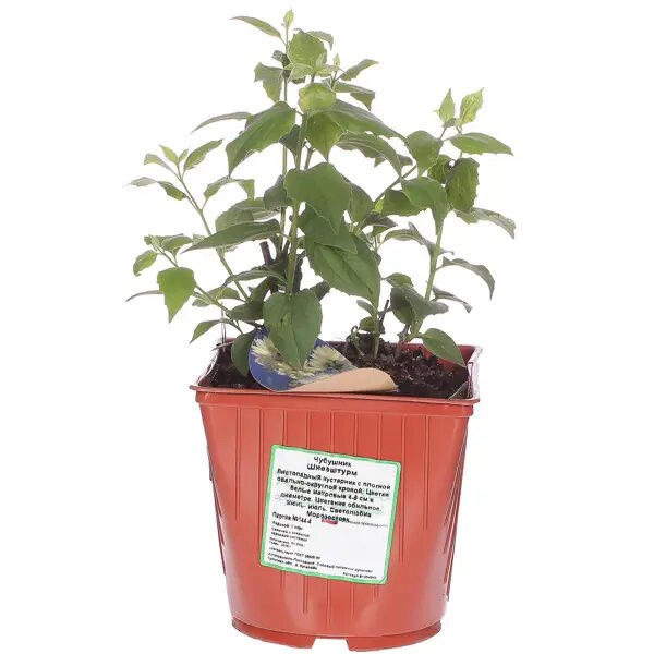 Чубушник махровый С2 «Шнеештурм» h40