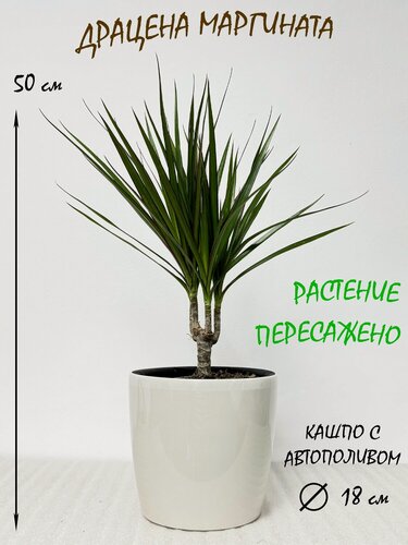 Изображение товара Драцена Маргината в кремовом кашпо с автополивом, высота 45-50 см