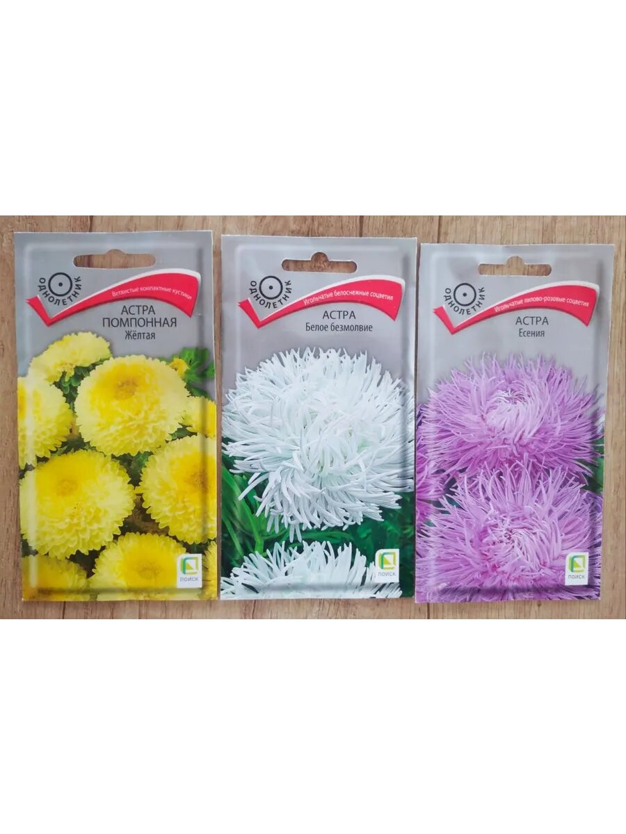 Астра помпонная и игольчатая