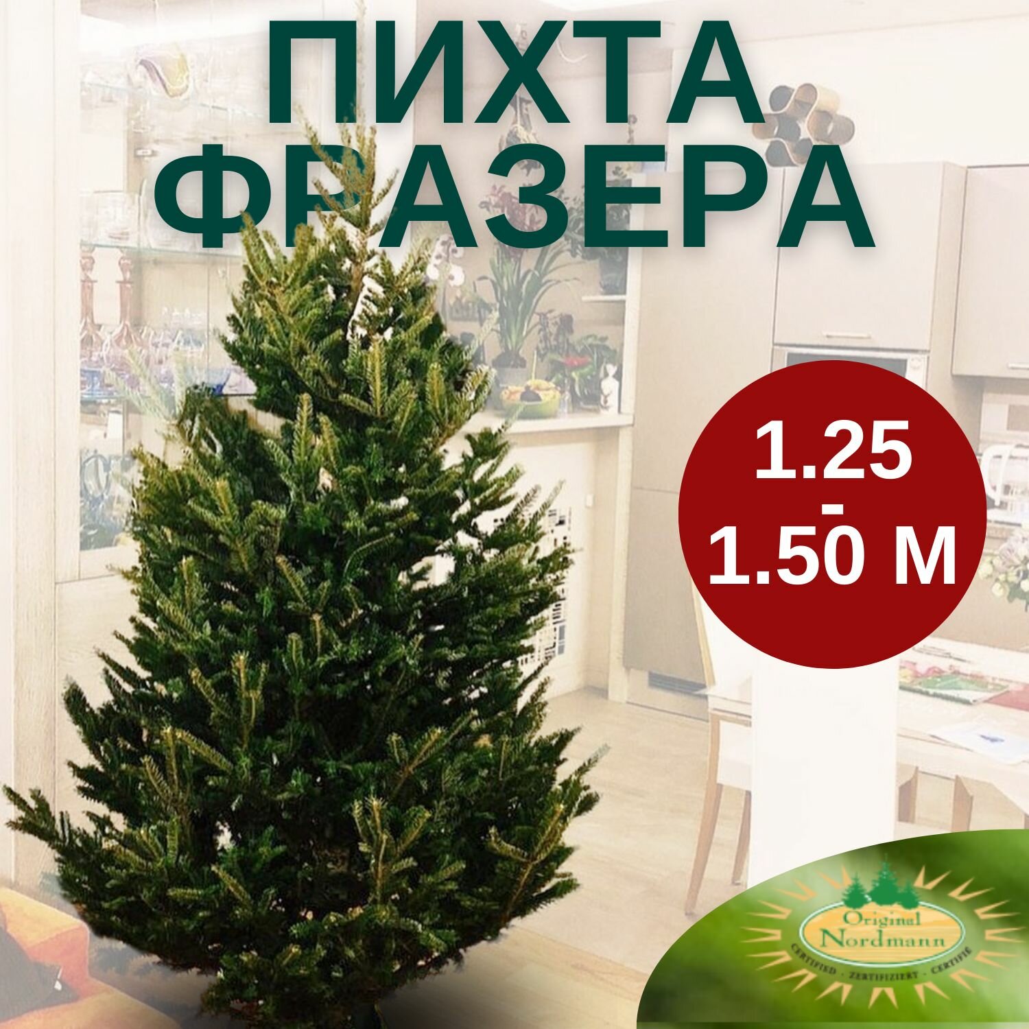 Пихта Фразера новогодняя (Из Дании) 125 - 150 м