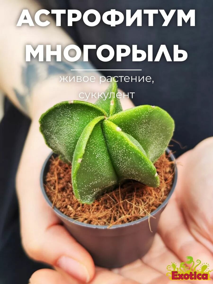 Астрофитум Многорыльцевый (Astrophytum myriostigma) D5см суккулент в горшке