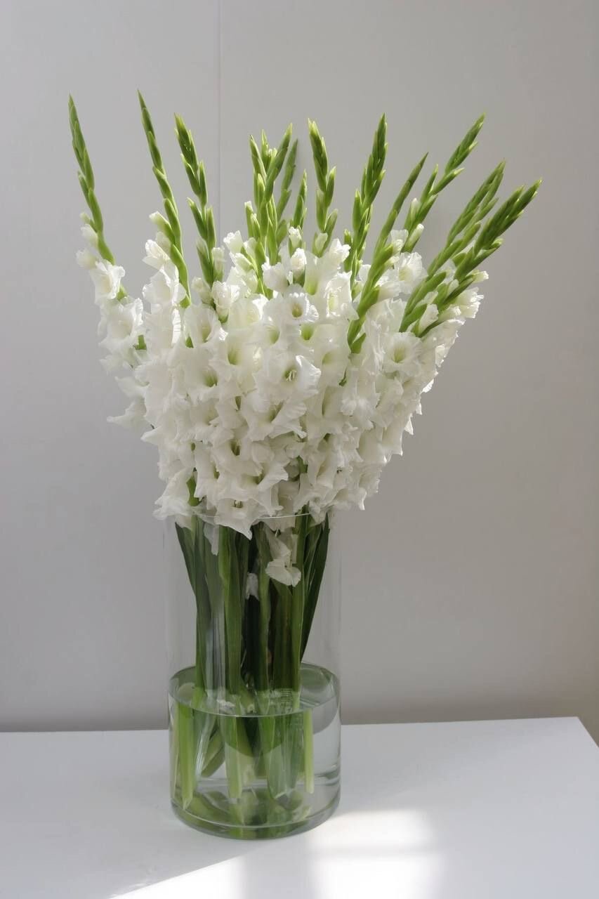 Букет из белых гладиолусов
