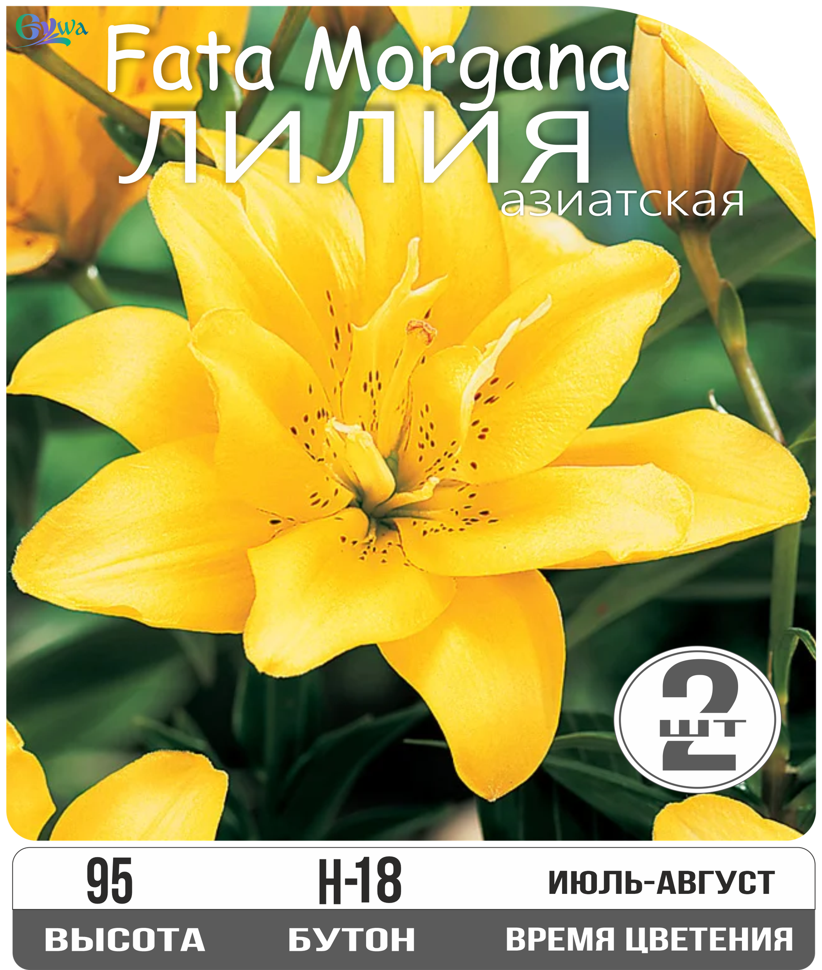 Лилия луковицы Фата Моргана азиатская махровая многолетник высота 95см желтый 2шт.