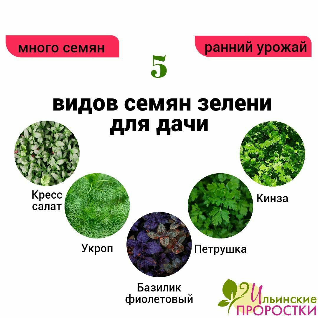 Набор семян  5 видов зелени для вашей дачи  Ильинские проростки