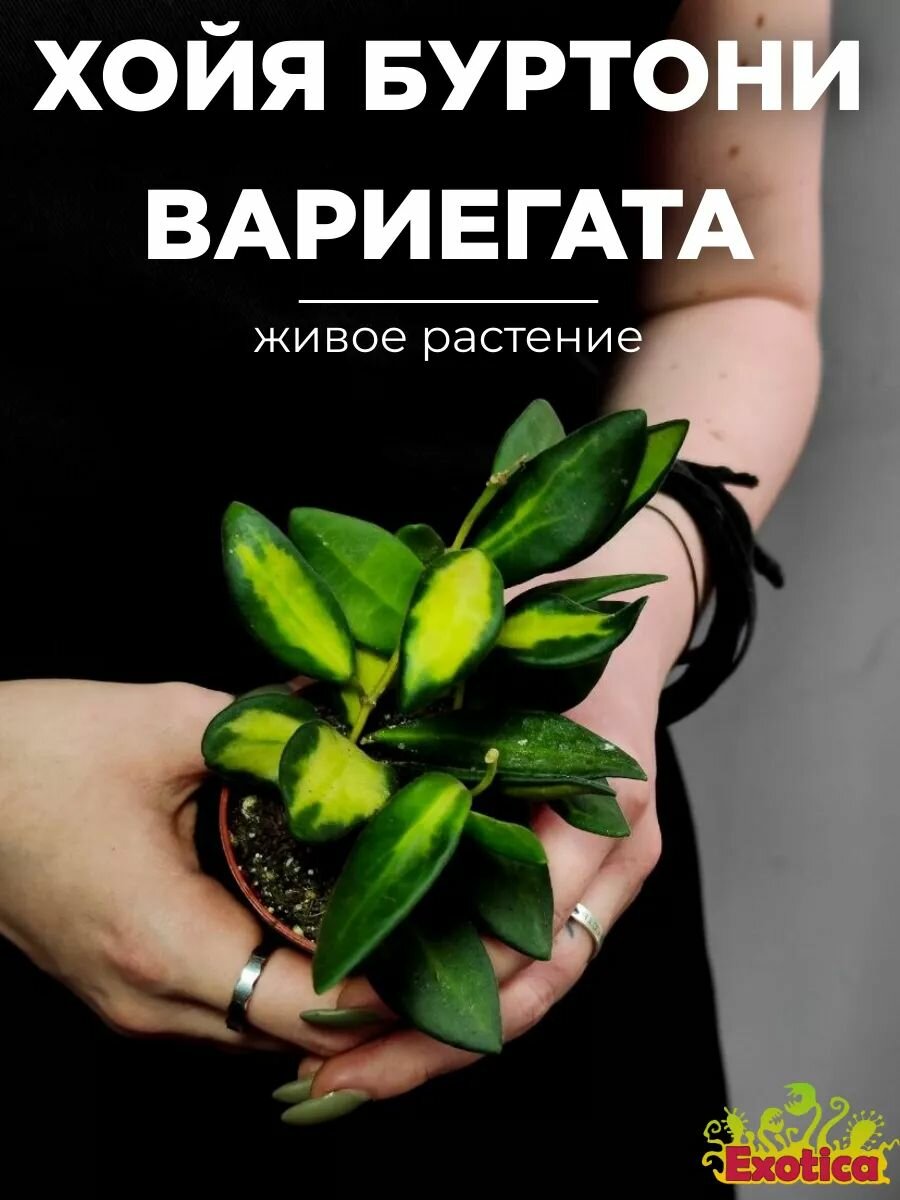Хойя Буртони Вариегата (Hoya Burtoniae Variegata) D6см