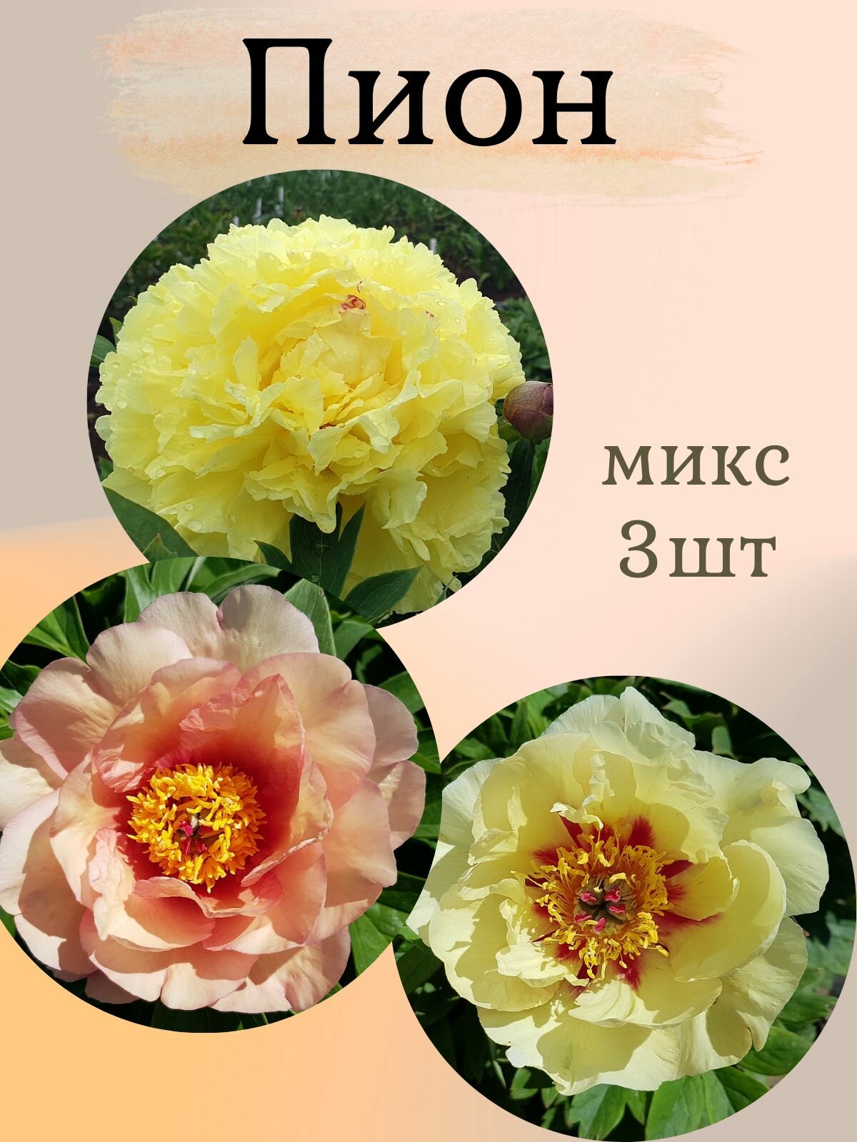 Пионы многолетние цветы Микс из 3 штук