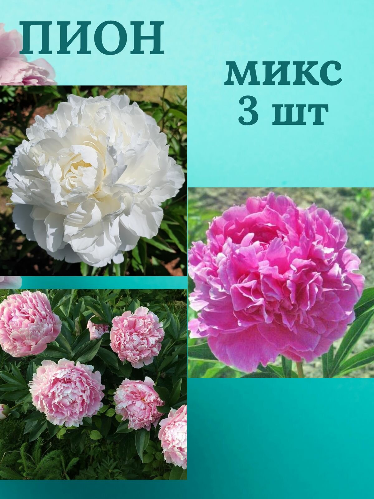Пионы многолетние цветы Микс из 3 штук