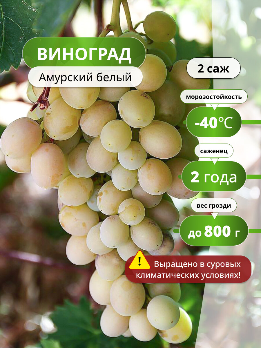 Виноград Амурский Белый  ранне-средний срок созревания 2 саженца