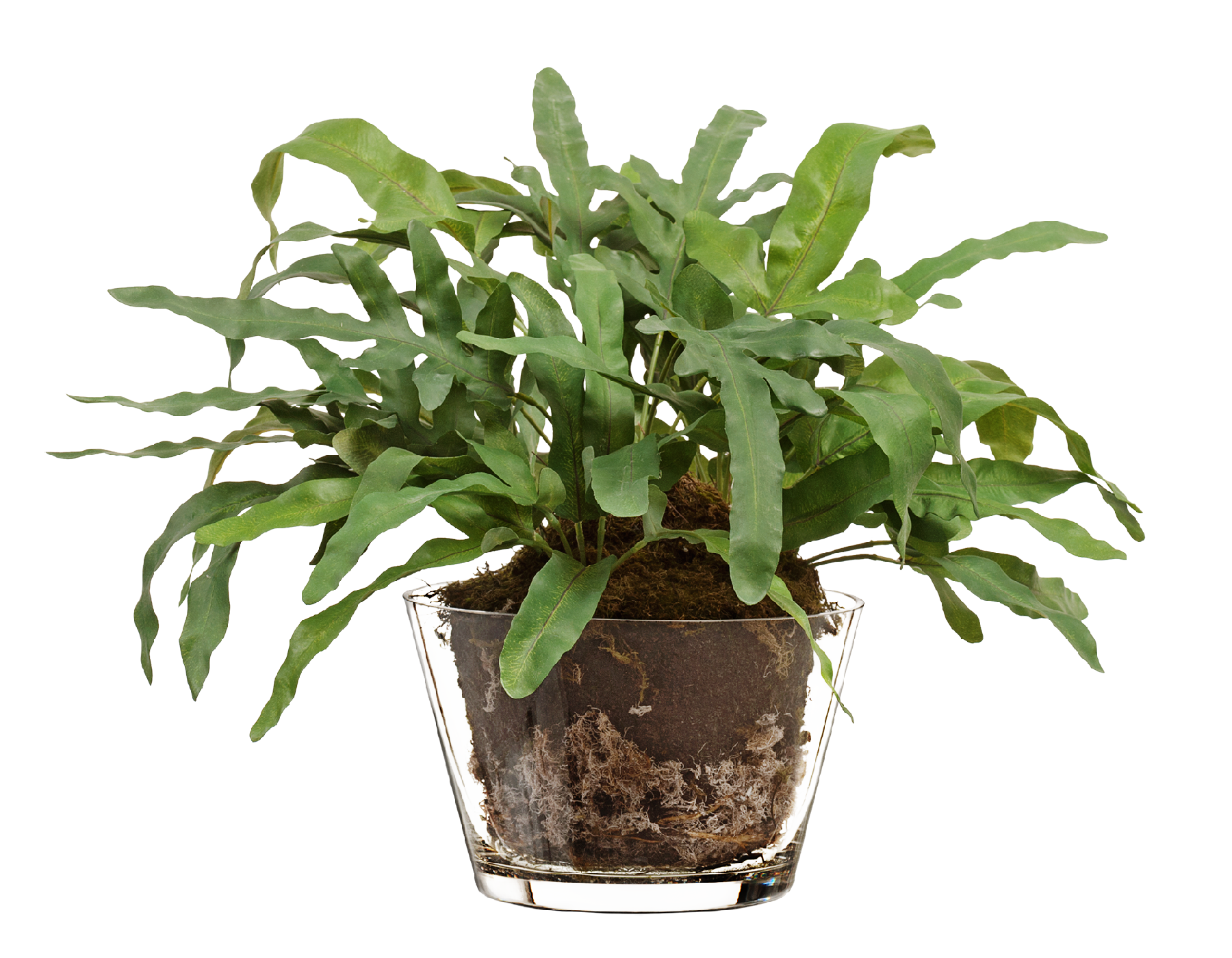 10.0618227N "Rabbit Foot" в стеклянной вазе с мхом, корнями, землёй